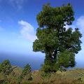 La Palma